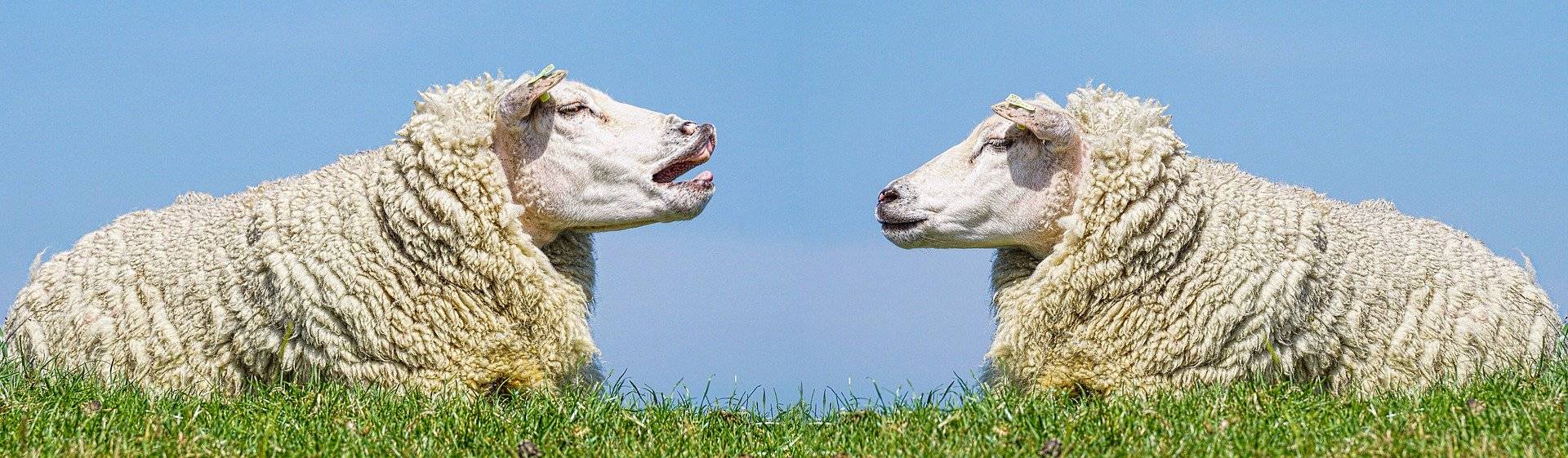 ovejas hablando