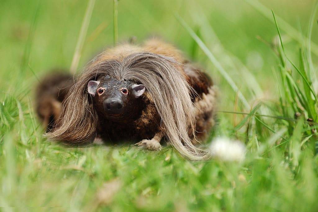 Haggis_animal